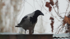 Corvus cornix