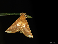 Prothysana terminalis