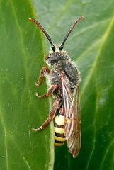 Nomada ruficornis