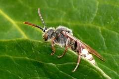 Nomada ruficornis