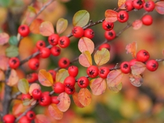 Cotoneaster hjelmqvistii