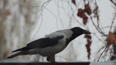 Corvus cornix