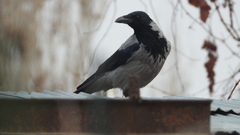 Corvus cornix