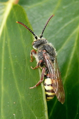 Nomada ruficornis
