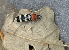 Chlorophorus trifasciatus