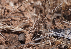 Chortoicetes terminifera