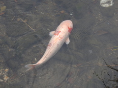 Cyprinus rubrofuscus