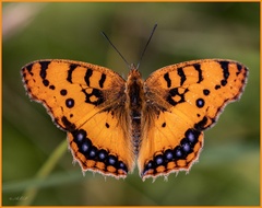 Catacroptera cloanthe cloanthe