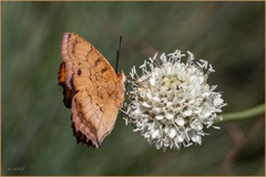 Catacroptera cloanthe cloanthe