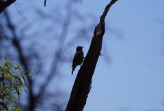 Climacteris picumnus