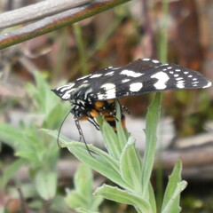 Phalaenoides tristifica