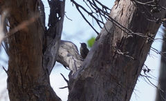 Climacteris picumnus