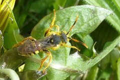 Nomada fucata