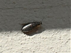 Poeciloblatta angusta