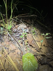 Litoria nasuta