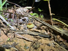 Litoria nasuta