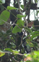 Phaenicophaeus tristis