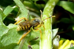 Nomada fucata