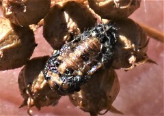 Coccinellinae