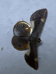 Opisthoxia
