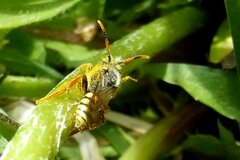Nomada fucata