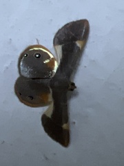 Opisthoxia