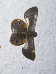 Opisthoxia