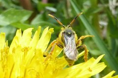 Nomada fucata