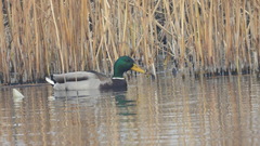 Anas platyrhynchos