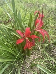 Sprekelia formosissima