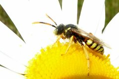 Nomada fucata