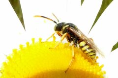 Nomada fucata
