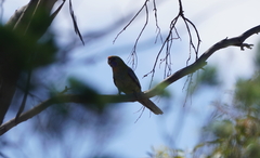 Platycercus elegans adelaidae