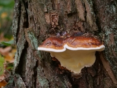Fomitopsis pinicola