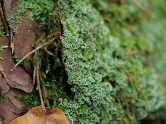 Cladonia
