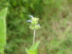 Salvia lasiocephala