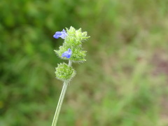 Salvia lasiocephala