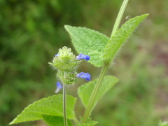 Salvia lasiocephala