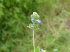 Salvia lasiocephala