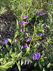 Solanum parishii