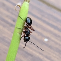 Polyrhachis laevissima