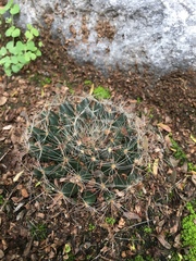 Mammillaria zephyranthoides