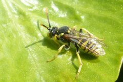 Nomada succincta