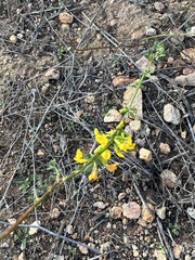 Acmispon glaber glaber