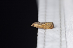 Cryptophlebia ombrodelta
