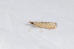 Syntonarcha iriastis