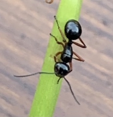 Polyrhachis laevissima