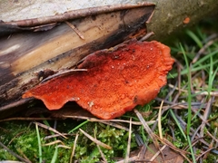 Trametes cinnabarina