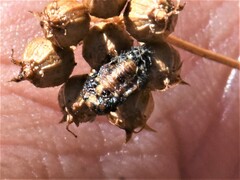 Coccinellinae