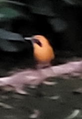 Baryphthengus martii